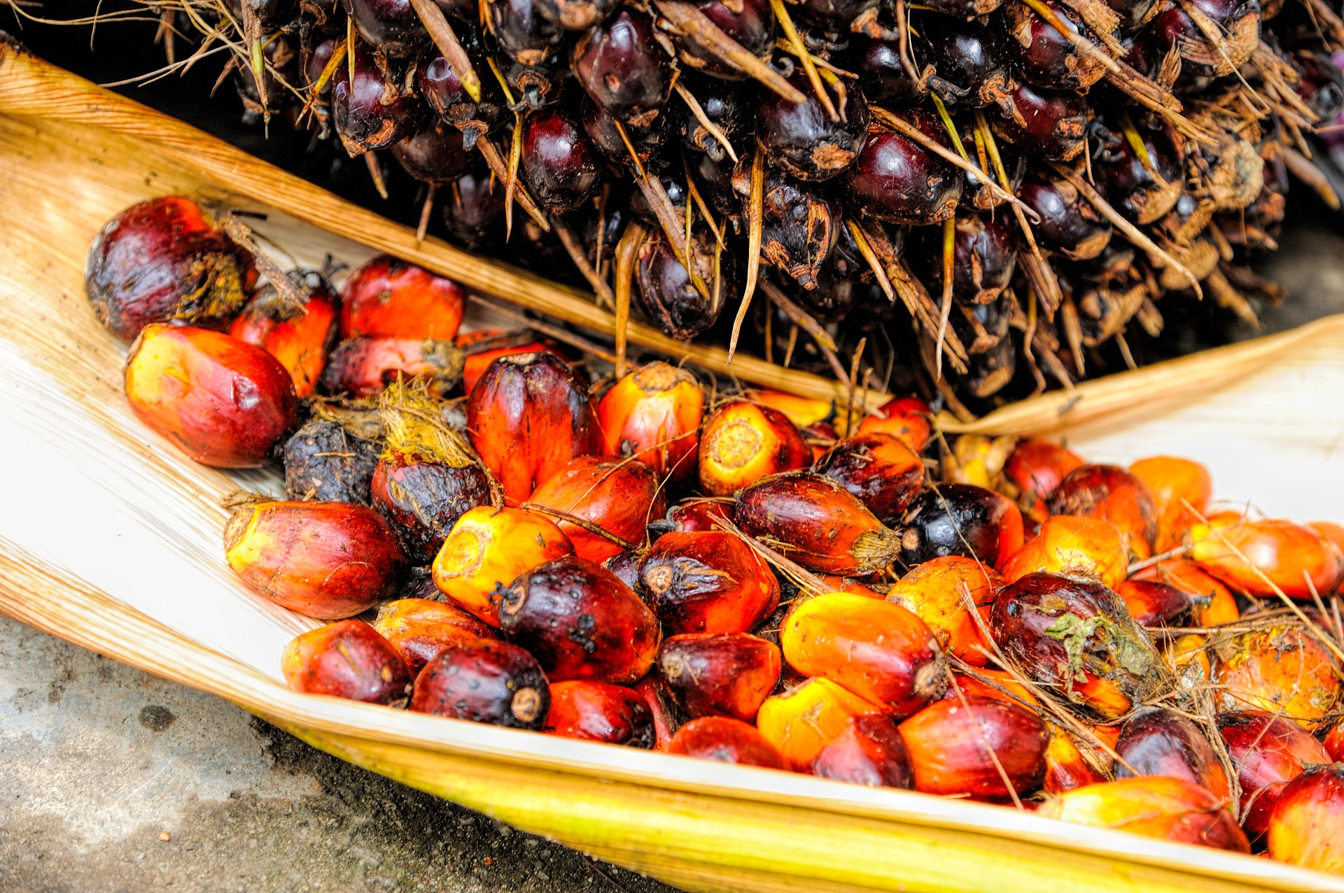 Palmöl Ölpalme