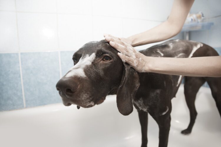 Hund waschen