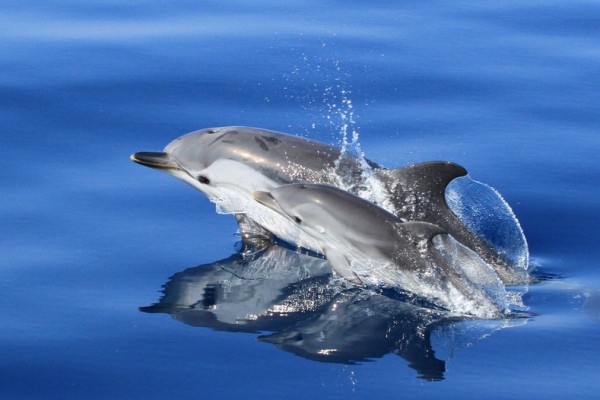 Sichtung von Streifendelfinen, Foto: G. Passoni