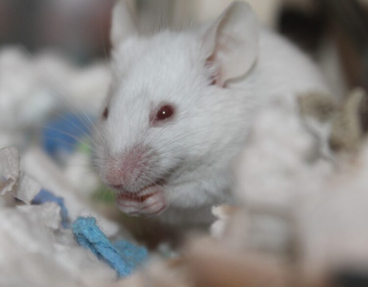 Weiße Maus