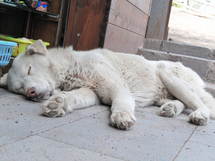 Ein großer weißer Streunerhund schläft am Boden