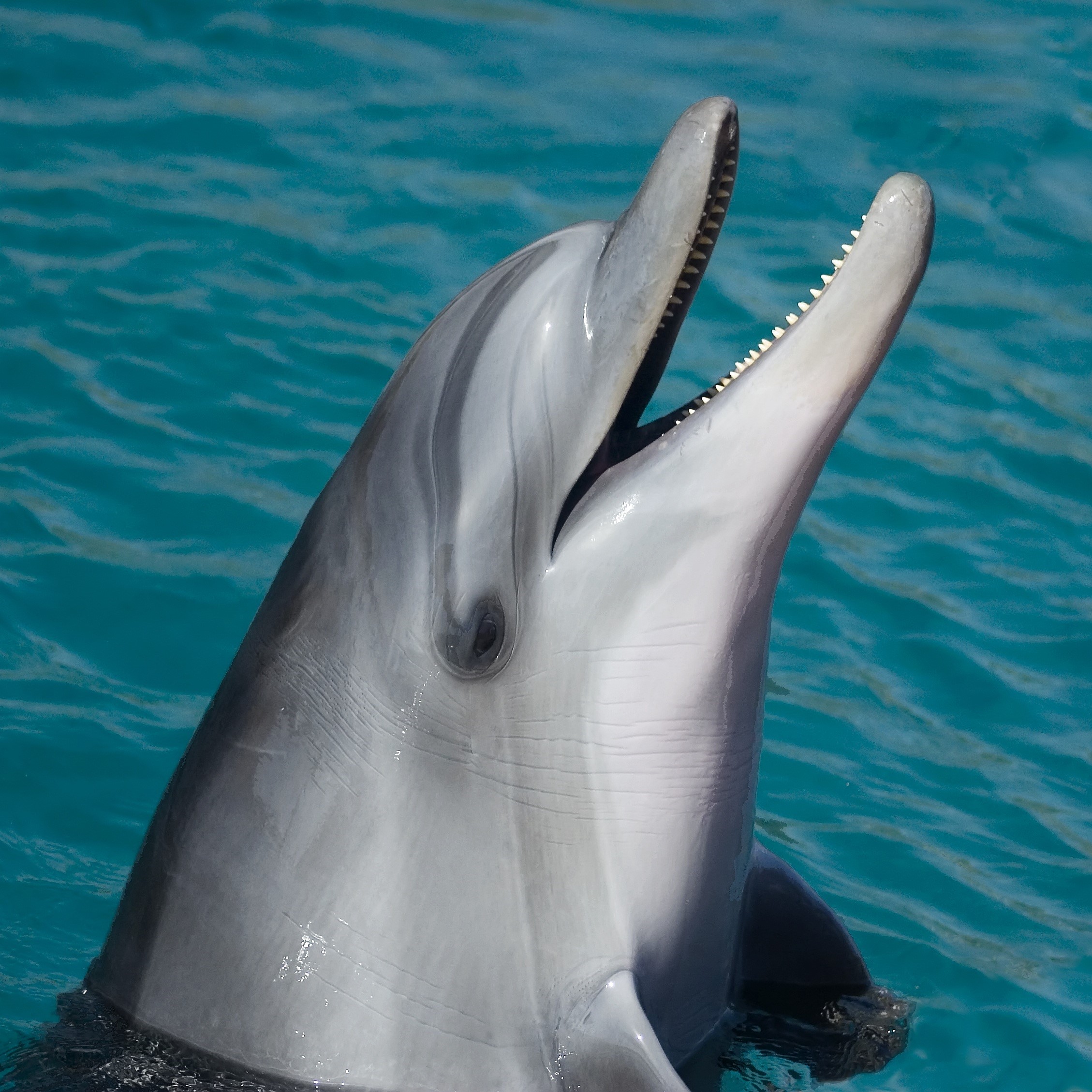 delfin (Foto: Pixabay)