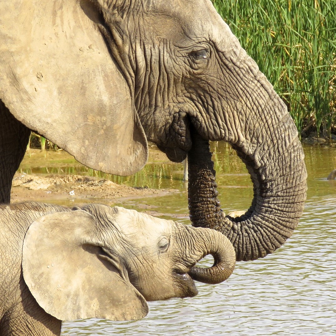 elefanten trinken (Foto: Pixabay)