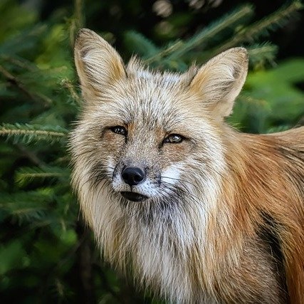 Fuchs (Foto: Pixabay)
