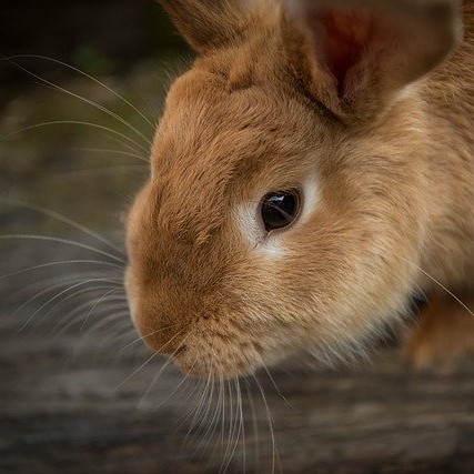 Kaninchen (Foto: Pixabay)