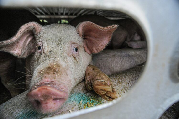 Schweine im Tiertransporter