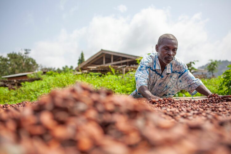 Bauer breiter Kakaobohnen in der Sonne aus